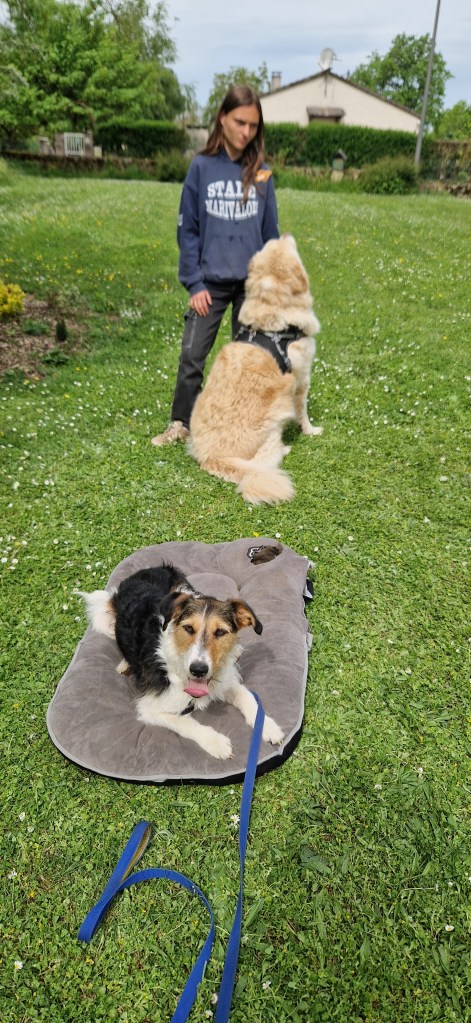 éducation canine