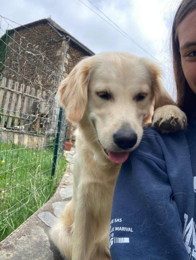éducation canine