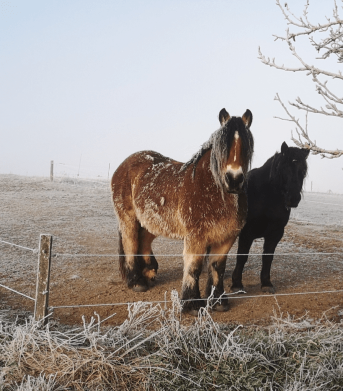 mes animaux