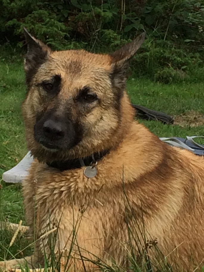 bilan comportemental canin