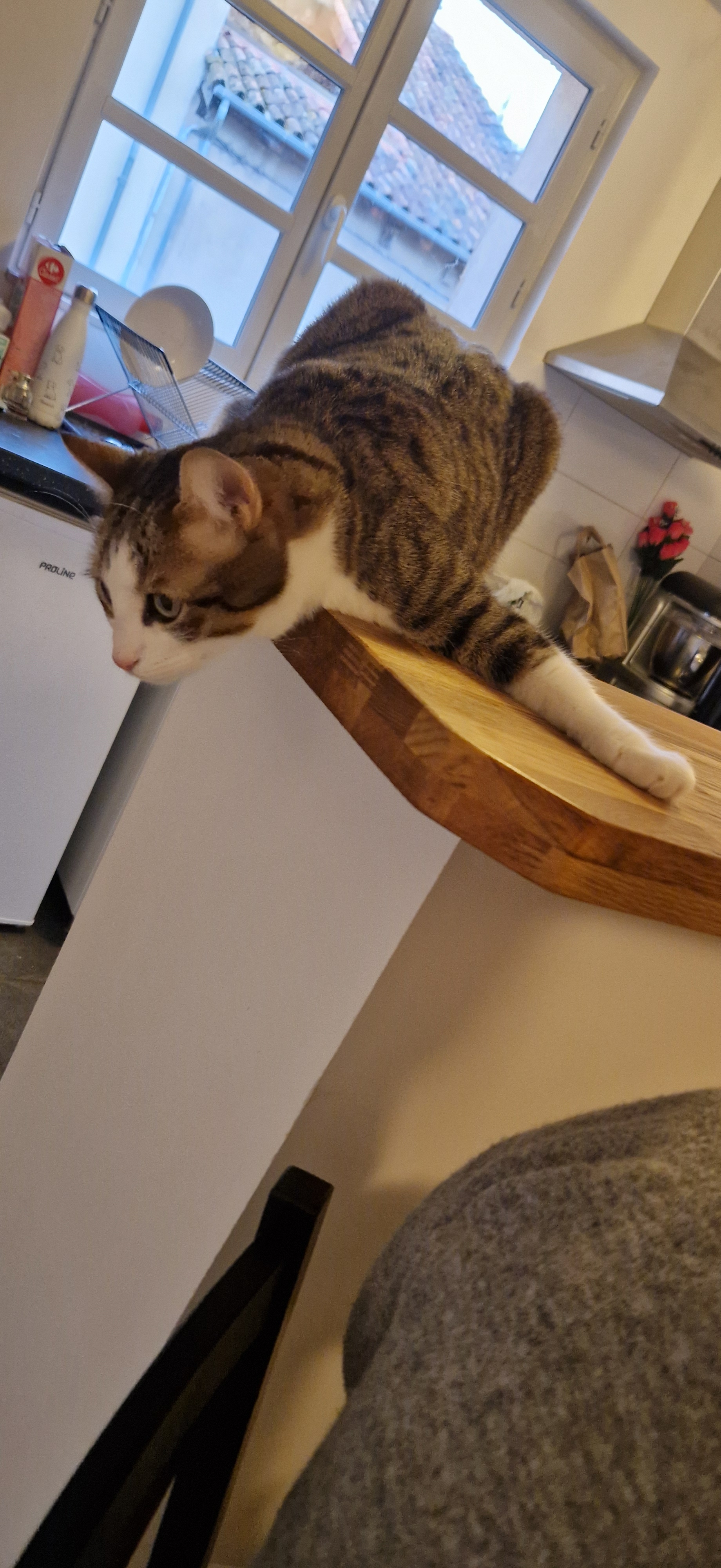 pet sitting 4 pattes émoi