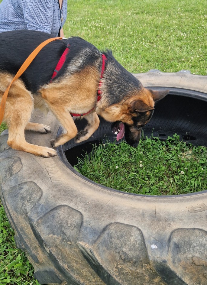 éducation canine