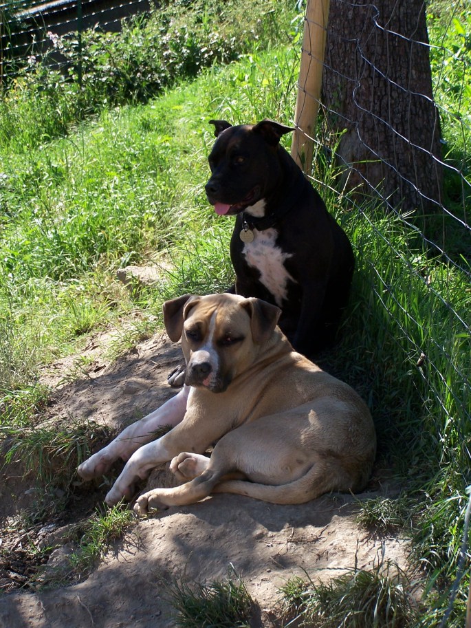 mes animaux