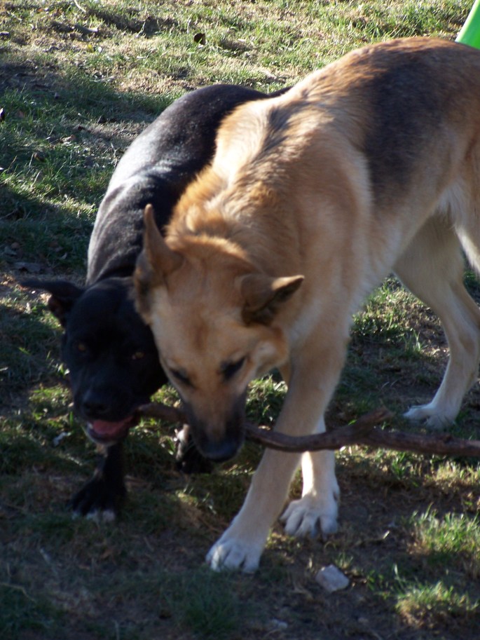 mes animaux