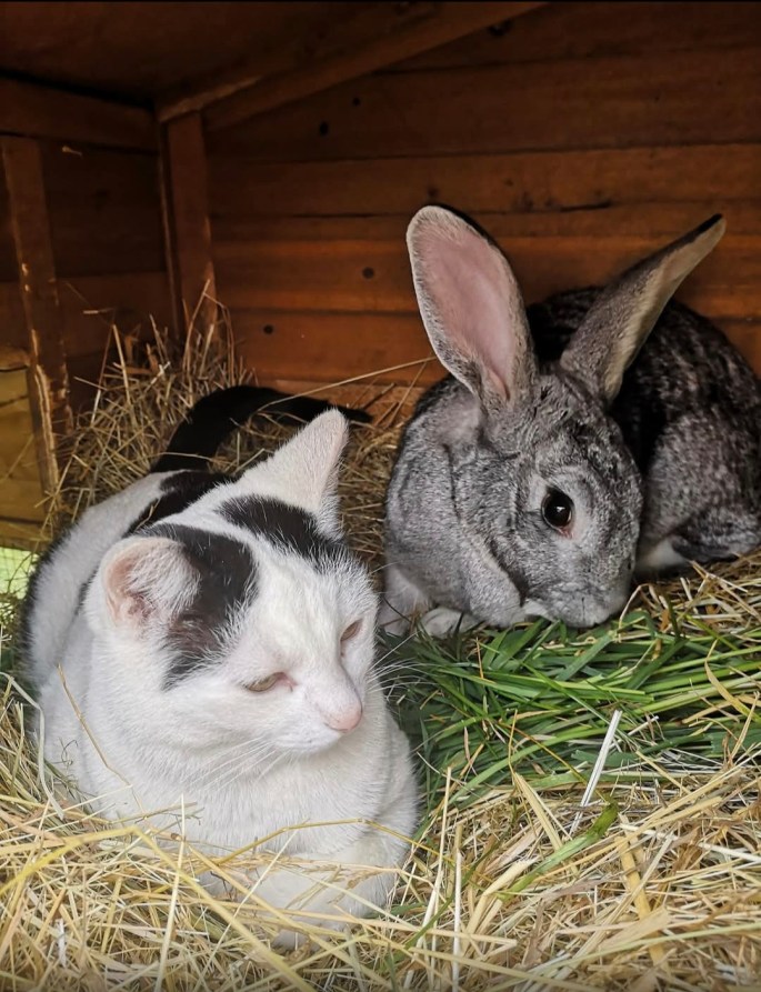 mes animaux