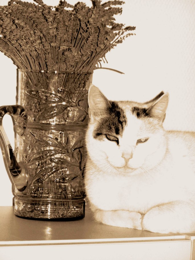 mes animaux