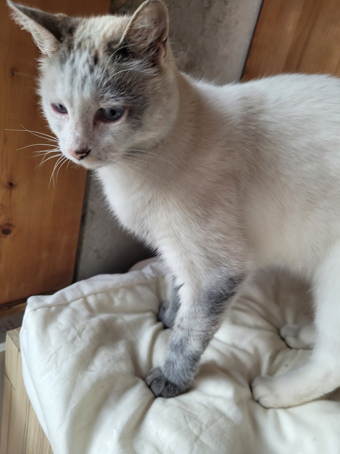 mes animaux