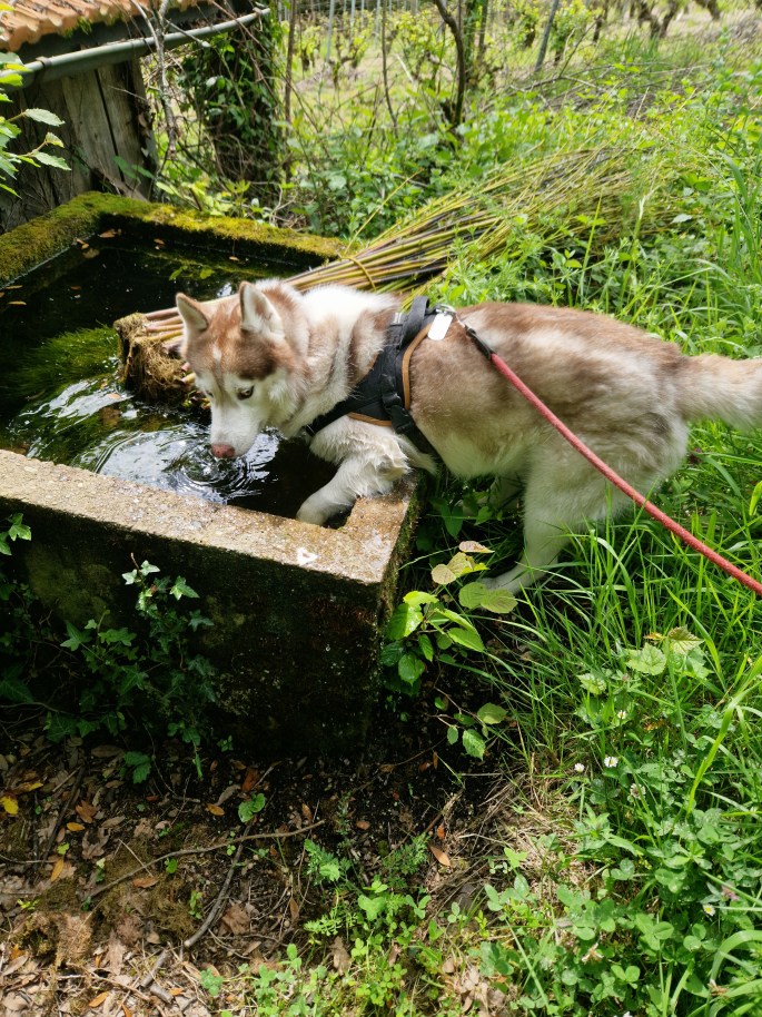 bilan comportemental canin