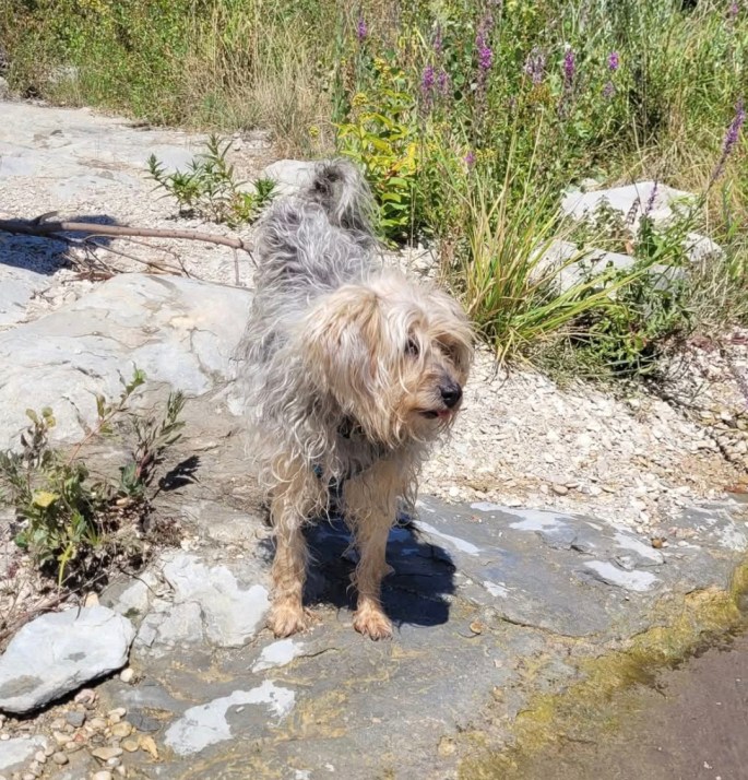 bilan comportemental canin