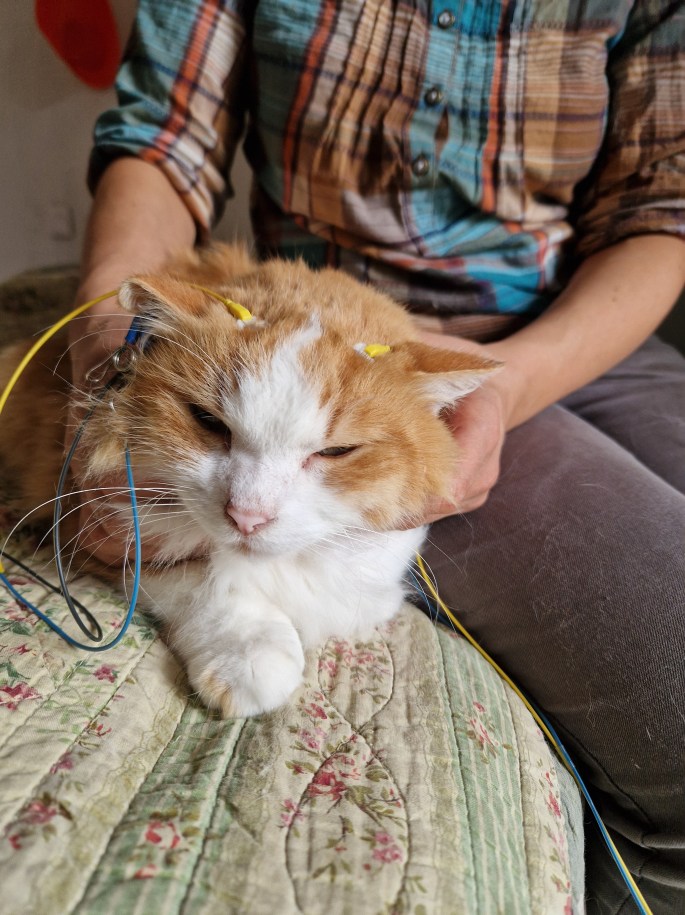 neurofeedback dynamique