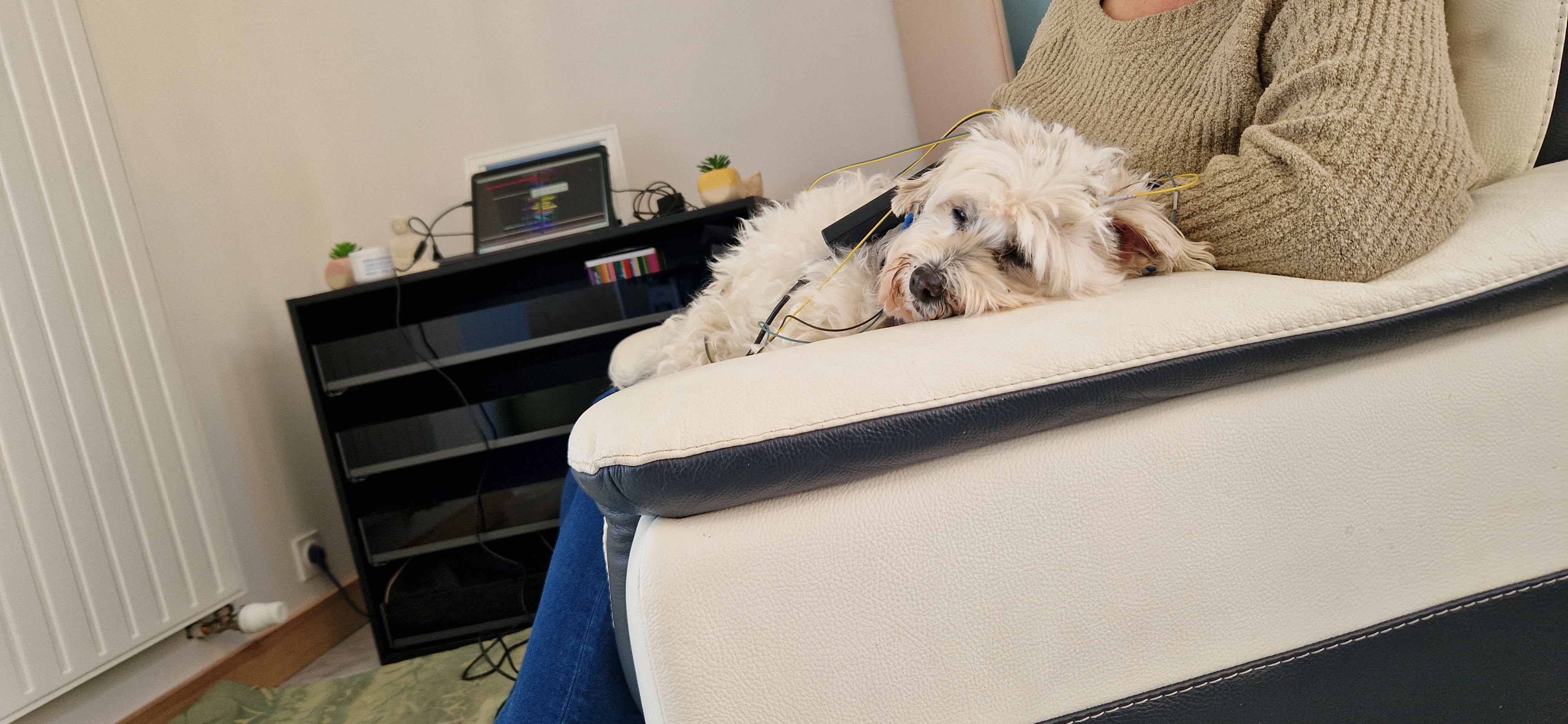 neurofeedback dynamique