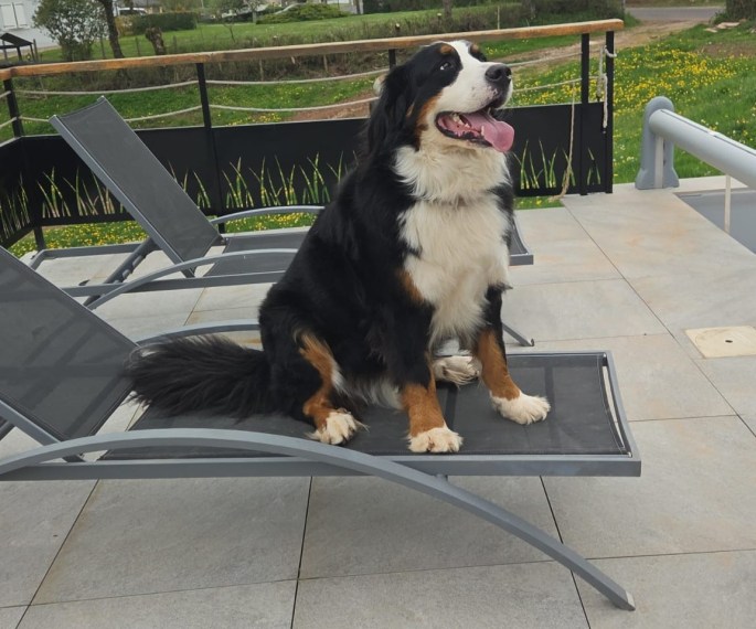 bilan comportemental canin