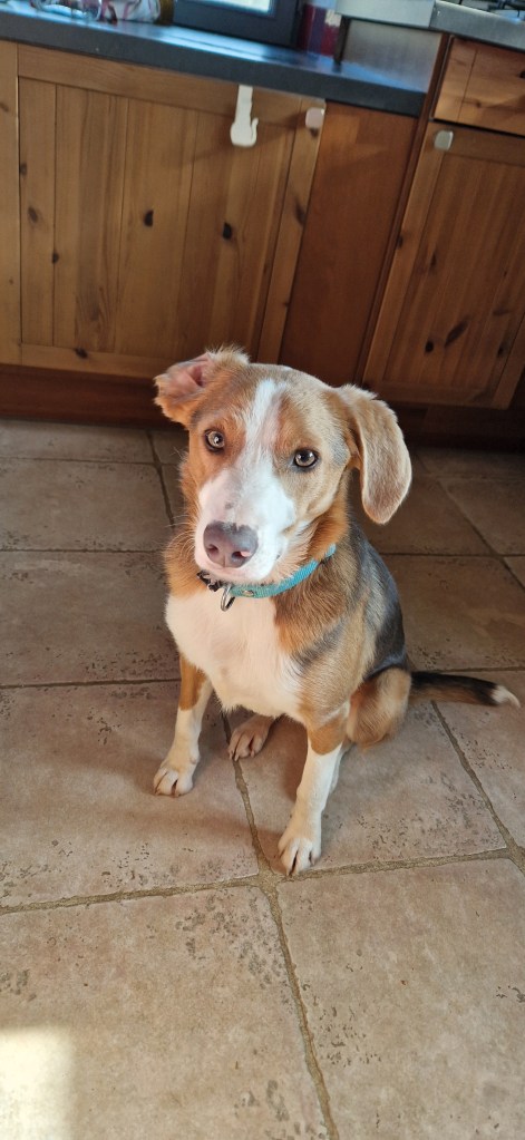 bilan comportemental canin