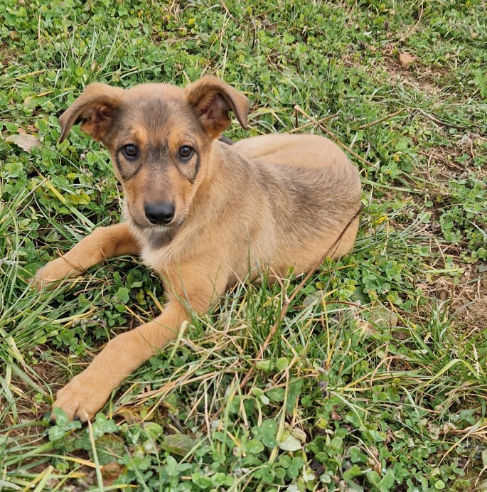 bilan comportemental canin