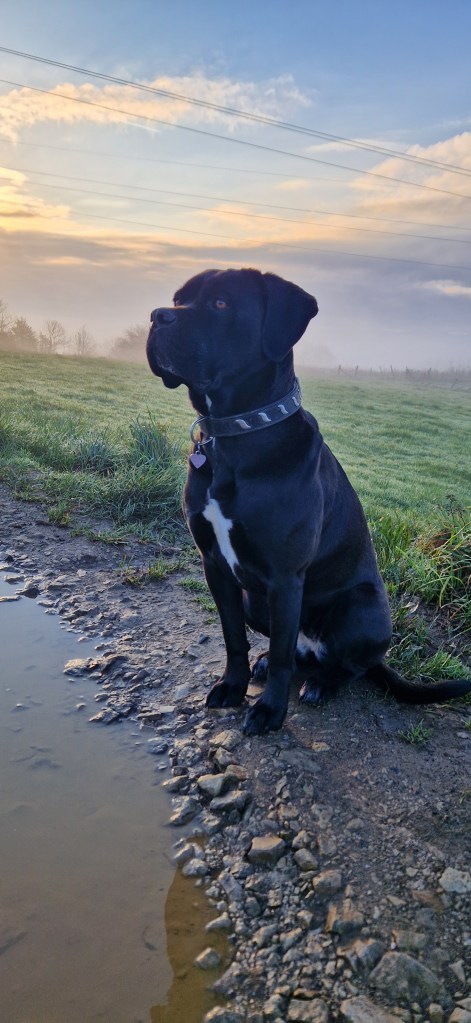 éducation canine