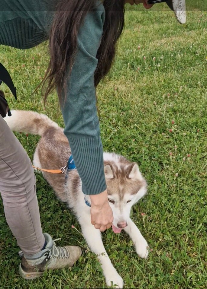 éducation canine