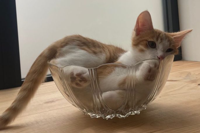 Un chaton roux et blanc est allongé dans un bol en verre posé sur une table en bois.