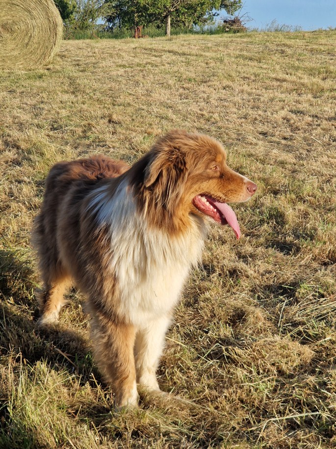 chien roux et blanc tirant la langue dans un champ