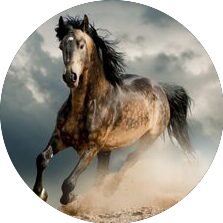 logo MORGANE MAZUC OSTEOPATHE ANIMALIER