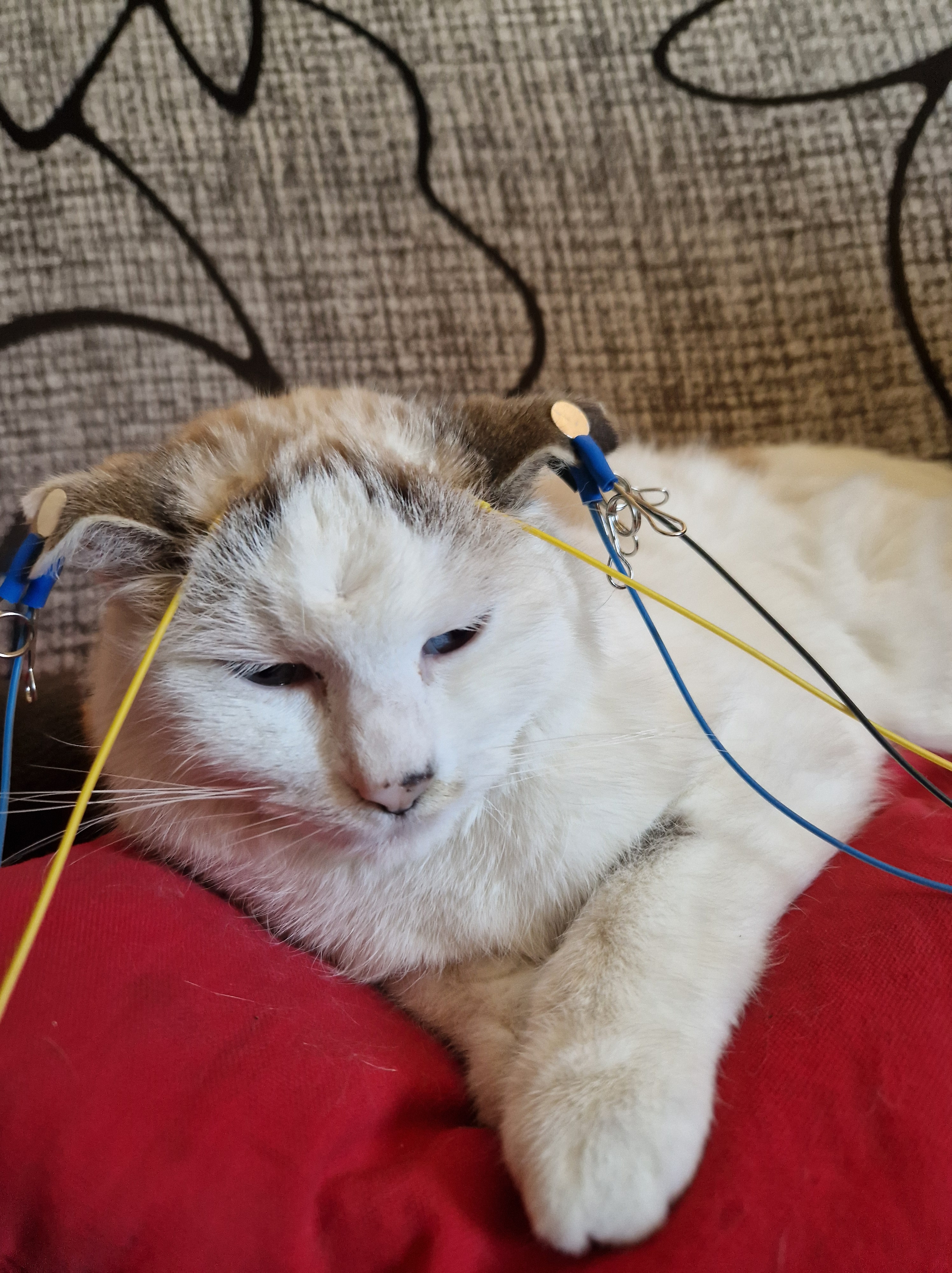 neurofeedback chat blanc sur un cousin rouge