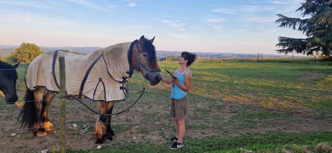 neurofeedback du cheval brun dans l'herbe