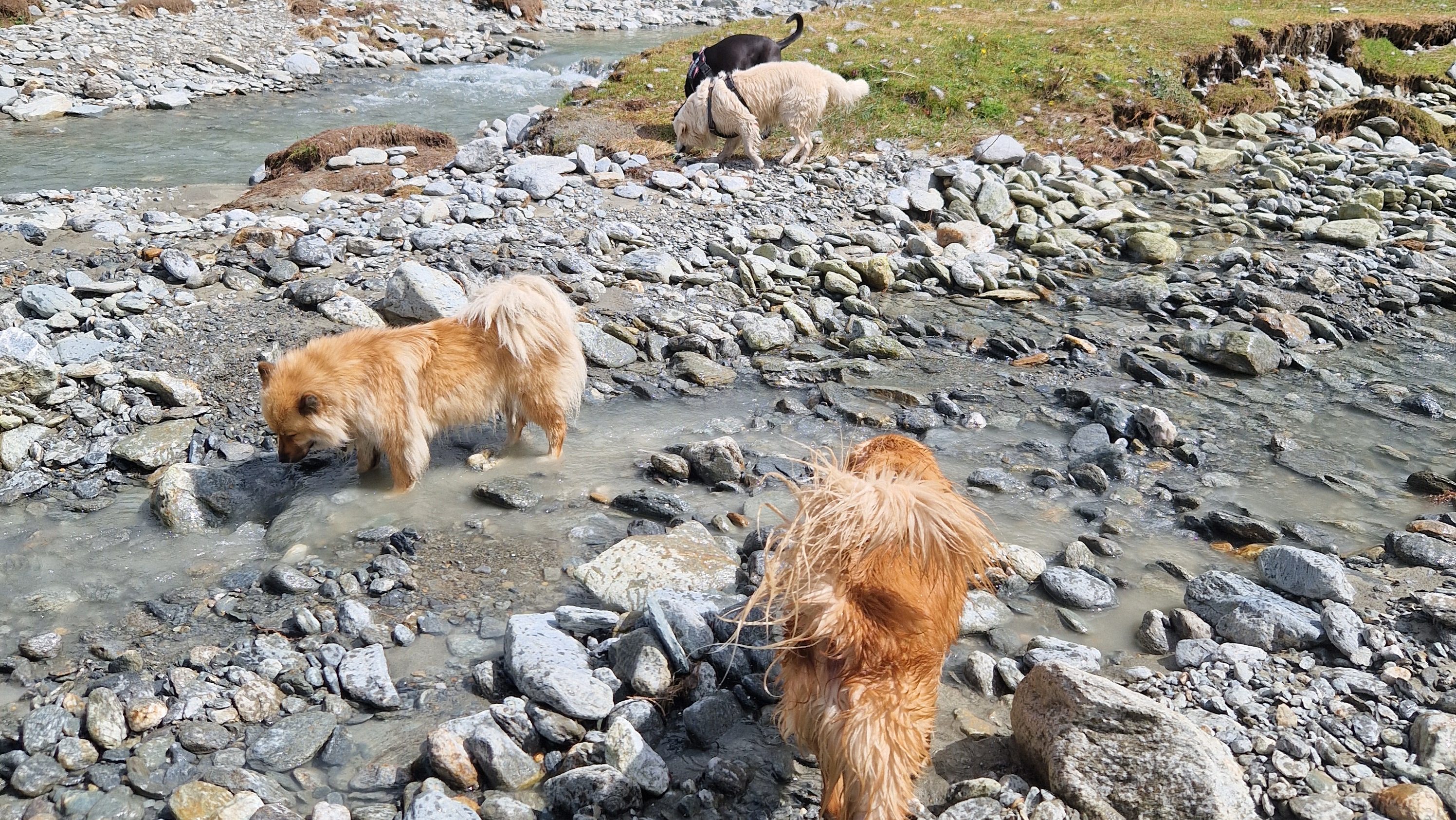 Plusieurs chiens marchent dans un ruisseau en pleine nature lors d’une sortie en groupe.